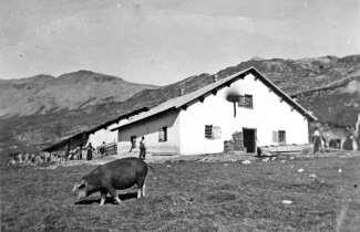 Schwarzes Alpenschwein auf der Alp Curtginatsch ob Wergenstein um 1930 (Bild Anni Nicca). Schwarzes Alpenschwein auf der Alp Curtginatsch ob Wergenstein um 1930 (Bild Anni Nicca).