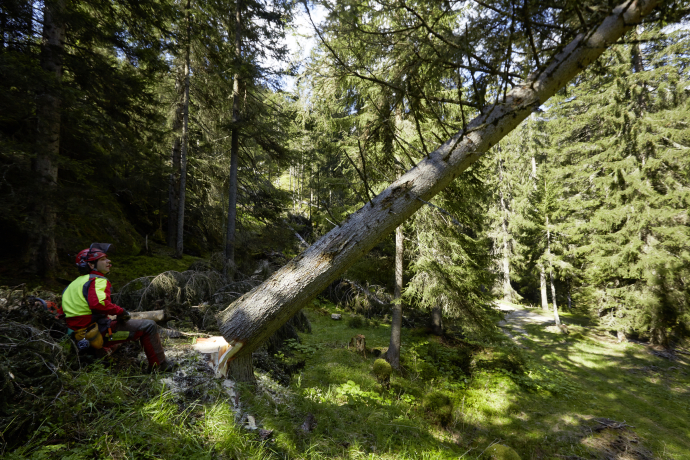 Baum Fällen in Ferrera durch den Forst (© Demateo) Baum Fällen in Ferrera durch den Forst (© Demateo)